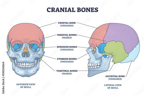 Cranial bones anatomy and skull skeleton medical division outline ...