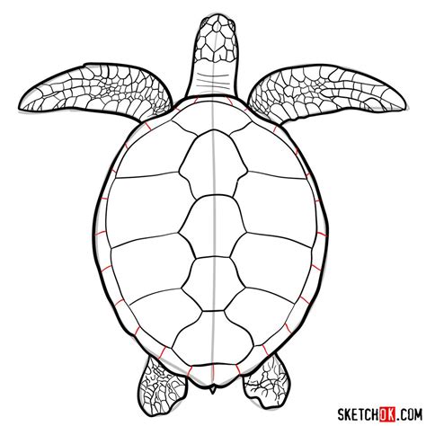 How to draw a Sea Turtle (view from the top) - Sketchok easy drawing guides