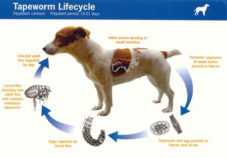 Tapeworms in Dogs: Symptoms, Treatment, & Prevention