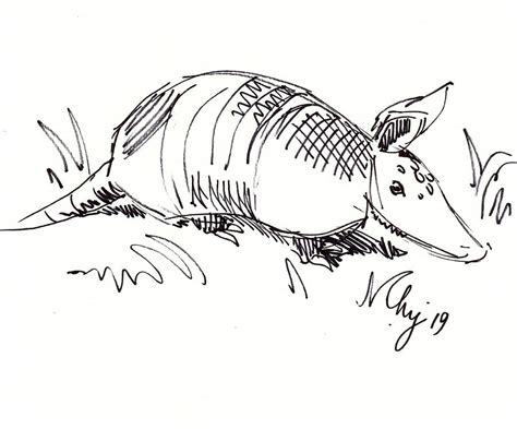 Armadillo illustration black and white line drawing Drawing by Mike ...