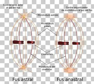 Prometaphase Mitosis Spindle Apparatus Meiosis PNG, Clipart, Anaphase ...