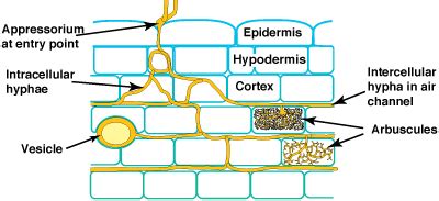 Mycorrhizal Associations: Arbuscular Mycorrhizas