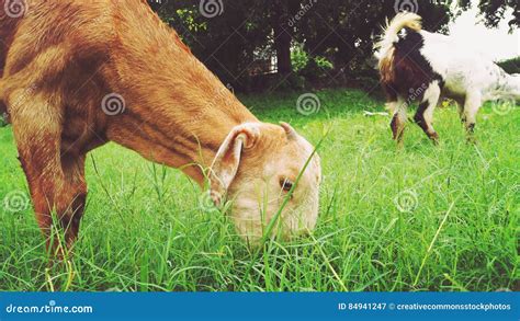 Goats Eating Grass Picture. Image: 84941247