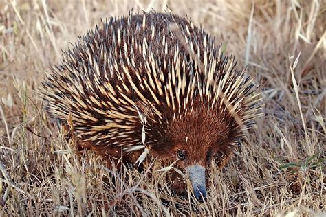 Short-beaked echidna - Wikipedia