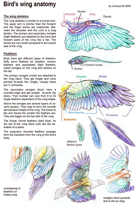 how to draw bird wings - Google Search | Wings art, Bird drawings