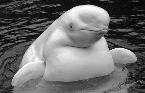 Beluga Whale | Beluga Whale at Vancouver Aquarium | Andrew Brown | Flickr