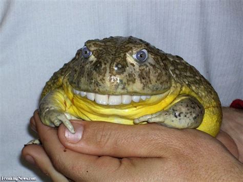 frogs with teeth | Frog with Teeth | Frog, Animals, Frog pictures