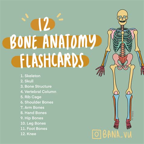 Basic Anatomy Flashcards PDF - Etsy