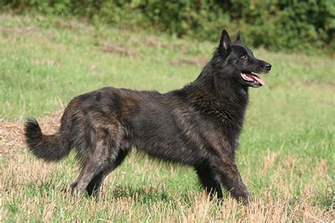 Dutch Shepherd - Dog Breed Information