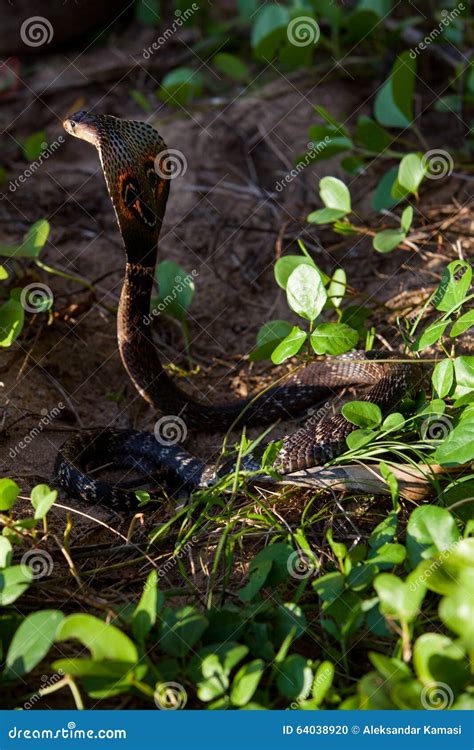 Cobra Snake in Natural Habitats Stock Photo - Image of detail ...