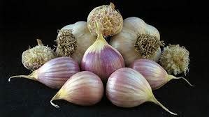 Garlic Seeds – Sientst's Nature Farm