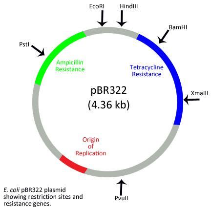 Plasmid: Definition, Structure, Vector, pBR322, Ti Plasmid