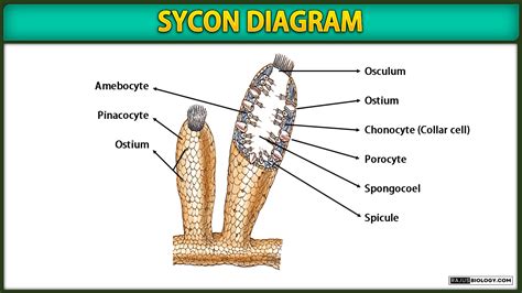 Sycon Diagram, Structure and Reproduction | Free Biology Notes - Rajus ...