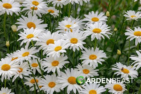 Shasta Daisy Guide: How to Grow and Care for "Leucanthemum superbum"