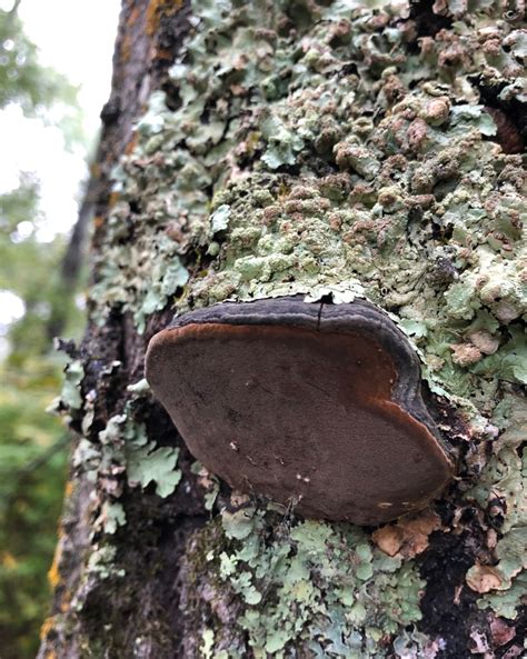 Fungus on Trees – North MN Outdoors