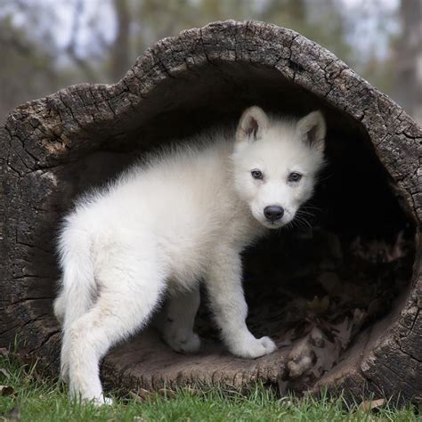 Grey Wolf Pup | Wolf pup, Baby wolves, Albino animals