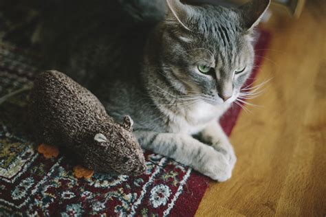 15 Cute Catnip Toys I'd Love Even More Than My Cat Would