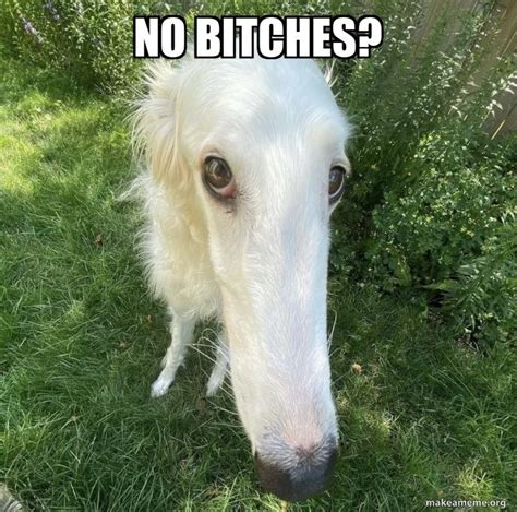 Pin by Suzy B on food cute n random | Goofy dog, Long face dog, Borzoi dog