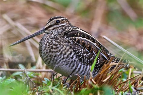 Union Bay Watch : Snipe Hunting!