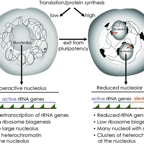 (PDF) Regulation and Roles of the Nucleolus in Embryonic Stem Cells ...