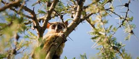 Bush Baby / Bushbaby Fascinating Facts And Photos / Just another ...