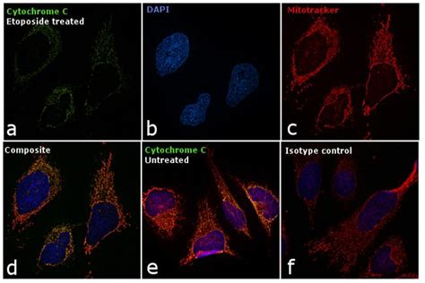 Cytochrome C Antibody, FITC (11-6601-82)