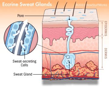 Function of Eccrine Sweat Glands - Understanding Eccrine Sweat Glands ...