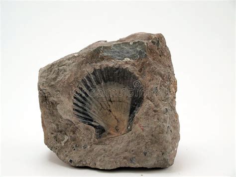 Fossil Shell. A fossil shell imprint in limestone , #Ad, #fossil, # ...