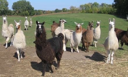 Llama Farm Visit - Carlson's Llama Farm | Groupon