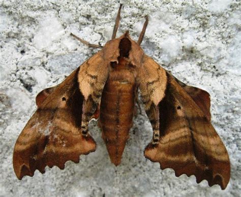 Blinded Sphinx Moth (Paonias excaecatus) | Spotted this guy … | Flickr