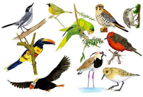 Bird Life List | My Life Species Bird List