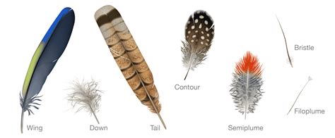 Bird_Biology-feather_types_wing_down_tail_down_contour_semiplume ...