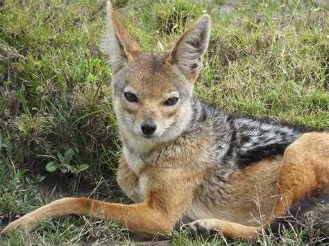 Black-Backed Jackal | SIMILAR BUT DIFFERENT IN THE ANIMAL KINGDOM