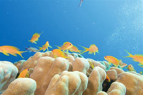 Scientists say it is time to save the red sea's coral reef