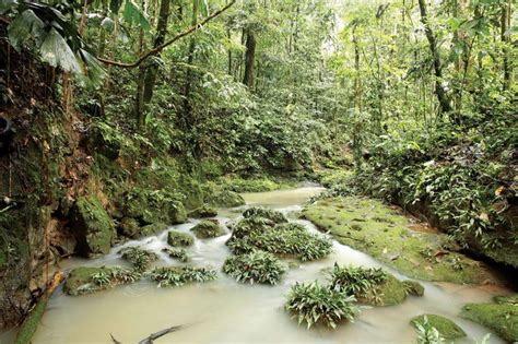 Amazon Rainforest | Plants, Animals, Climate, & Deforestation | Britannica