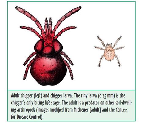 How To Avoid Chigger Mites