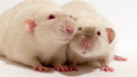 5 reasons why you’d love a pet rat! | Explore | Awesome Activities ...