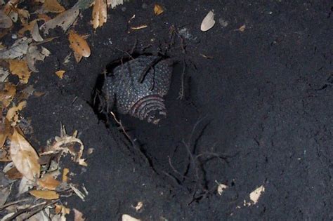 How to Find an Armadillo Burrow in Your Backyard - armadillocontrol.com