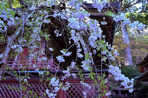 Cherry Blossoms Nara Prefecture - Free photo on Pixabay - Pixabay