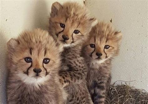 Cute Baby Animals: The Most Adorable Zoo Babies of 2015