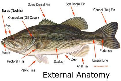 fish anatomy | Fish anatomy, Largemouth bass, Fish