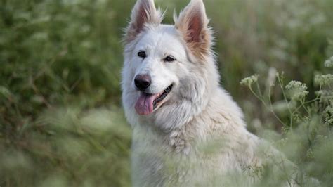 20 super cool dog breeds from the United States