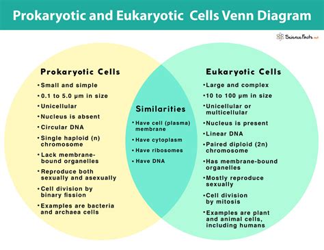 Prokaryote Vs Eukaryote Worksheet – Zip Worksheet