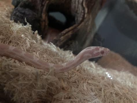 This is my baby corn snake : r/cornsnakes