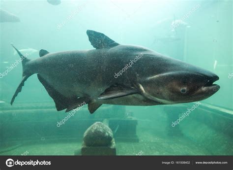 Pictures : giant catfish | Mekong giant catfish — Stock Photo ...