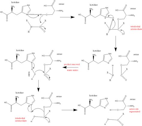 Thrombin