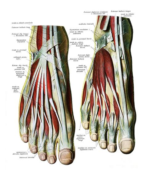 Extensor Foot Tendons Ankle Anatomy Anatomy Images Extensor Tendonitis ...