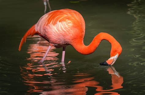 Flamingo | San Diego Zoo Animals & Plants