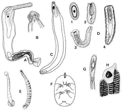 Parasites, infections and diseases of fishes in Africa: An update