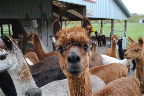 alpaca farm Archives - Have Sippy Will Travel